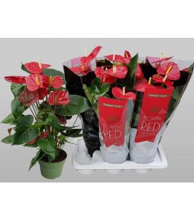 Anthurium Oklaoma pot 17 cm