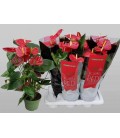 Anthurium Oklaoma pot 17 cm