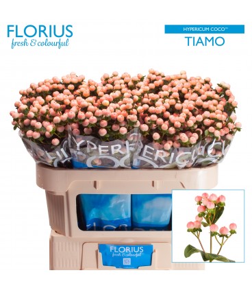 Hypericum Coco tiamo 60 cm