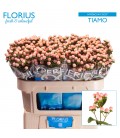 Hypericum Coco tiamo 60 cm