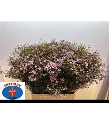 Wax Juppiter sol 80 cm