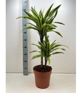 Dracaena Lemon lime Ø 21 h 90