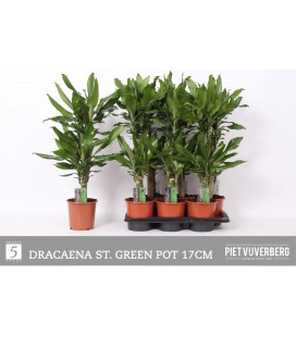 Dracaena frag steud pot de17 h 80