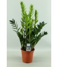 Zamioculcas pot de 17 H 65