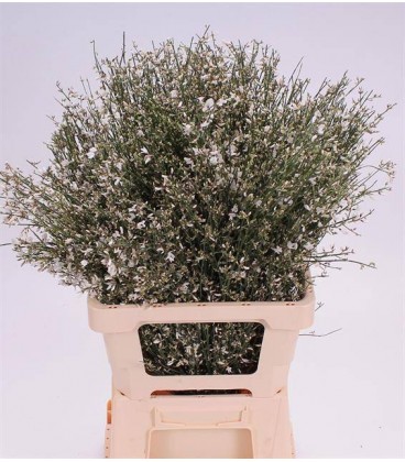 Genet Blanc 65 cm Botte de 350 gr