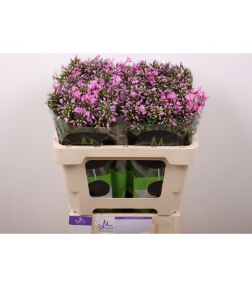 Phlox pink eyes 45 cm