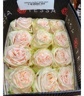 Rose Equateur Garden Spirit 50 cm