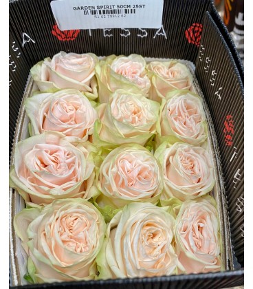 Rose Equateur Garden Spirit 50 cm