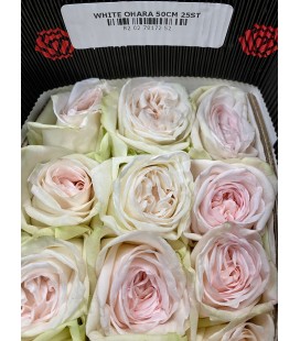 Rose Equat White Ohara 50 cm x 25