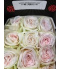 Rose Equateur White Ohara 50 cm