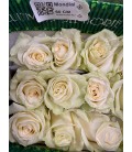 Rose (Colom) Mondial 60 cm X25