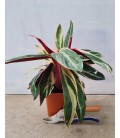 Calathea Stromanthe mix Ø17