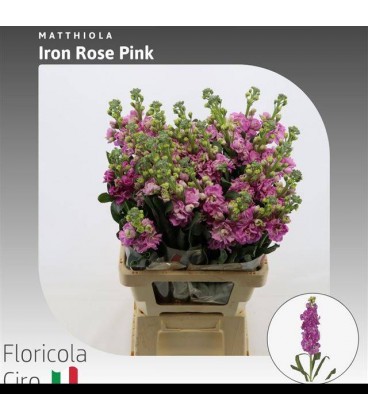 Giroflée Iron Rose pink 70 cm