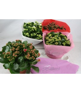 Kalanchoe coupe de 23 diff coul