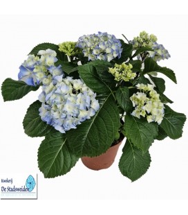 Hortensia Bleu pot 14