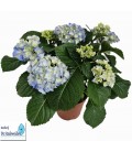 Hortensia Bleu pot 14