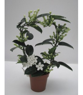 Stephanotis pot de 12 