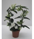 Stephanotis pot de 12 