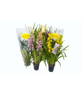 Cymbidium Mix Ø14 h 75 4 b