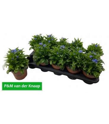 Myosotis Laura blue Ø 12