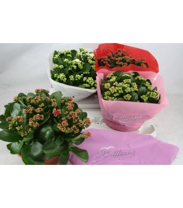 Kalanchoe Coupe 23 Fl Simple FR