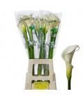 Calla Colombe de la paix 70 cm