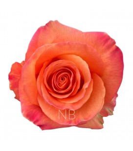 Rose Equat Confidential 50 cm x 25