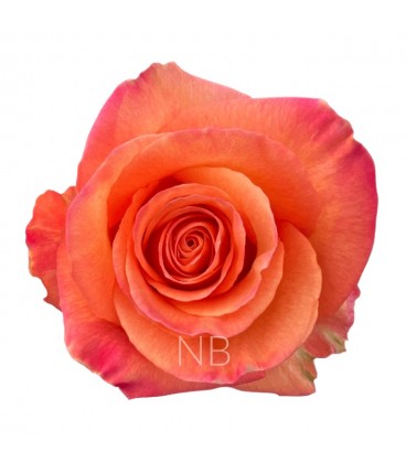 Rose Equat Confidential 50 cm x 25