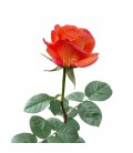 Rose Equat Confidential 50 cm x 25