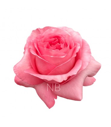 Rose Equateur Pink Xpression 50 cm