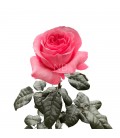 Rose Equateur Pink Xpression 50 cm