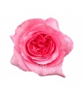 Rose Equateur Pink Xpression 50 cm