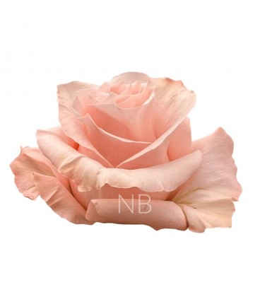 Rose  equat Shimmer 50 cmx25