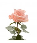 Rose  equat Shimmer 50 cmx25