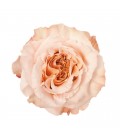 Rose  equat Shimmer 50 cmx25