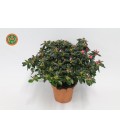 Azalée Bea Fleur Simple Pot de 15