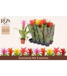 Guzmania mix Ø 12 