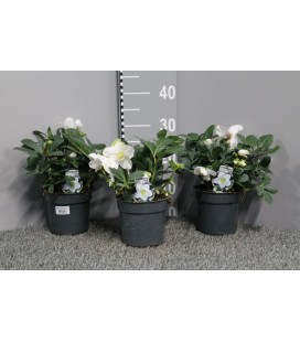 Hellebor Chrismas Carol Pot de 15