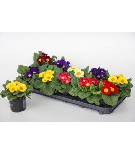 Primevere acaulis mix pot de 10.5