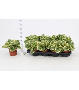 Peperomia Variegata Ø 12