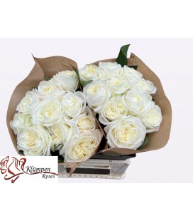 Rose Chic White 60 cm
