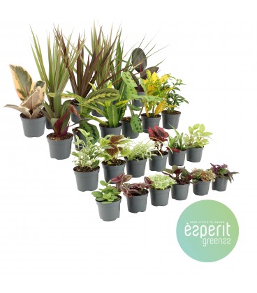 Plantes Mix Ø 8.50