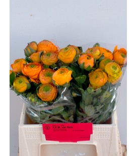 Renoncule Orange 40 cm
