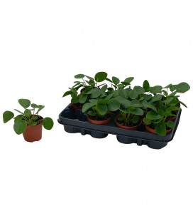 Pilea Ø 8.5