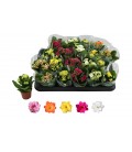 Kalanchoe mix Ø 6