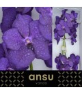 Vanda Tayan blue x16