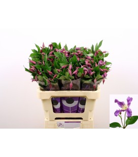 Clematite Amazing Rome 60 cm