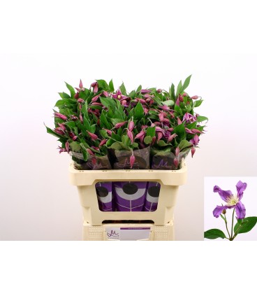 Clematis Amazing Rome 