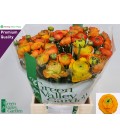 Renoncule Aazur orange 40 cm