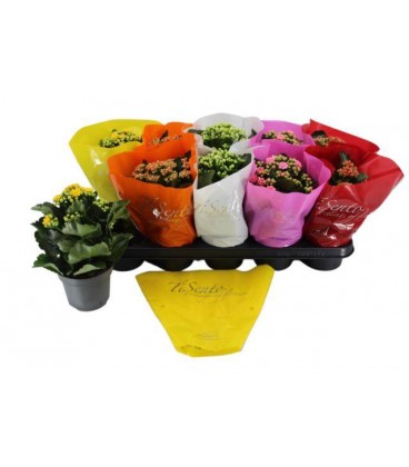 Kalanchoe Ø 11.50